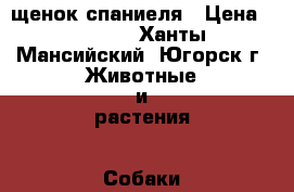 щенок спаниеля › Цена ­ 6 000 - Ханты-Мансийский, Югорск г. Животные и растения » Собаки   . Ханты-Мансийский,Югорск г.